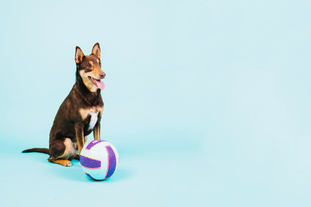 pelota para perro indestructible