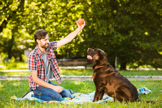 juegos para perros