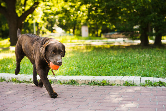 Pelota inteligente para perros