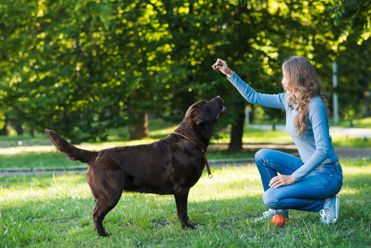 entrenamiento perros