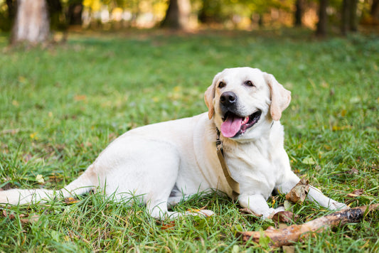 perro labrador