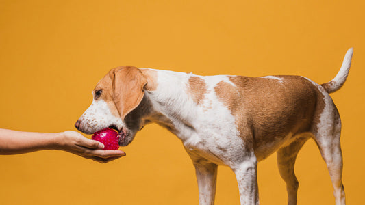 pelota para perro