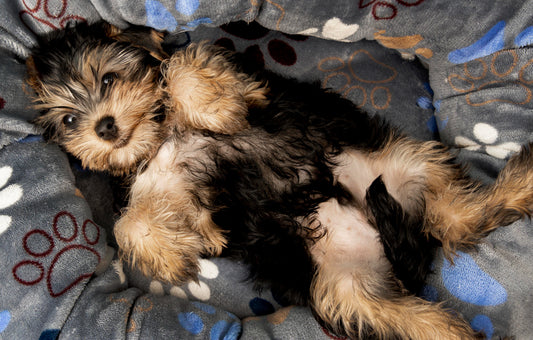 juguetes para cachorros