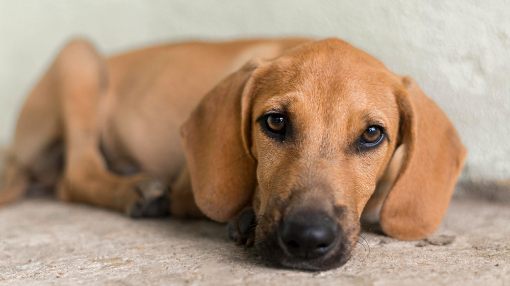 juguetes para perros que se quedan solos