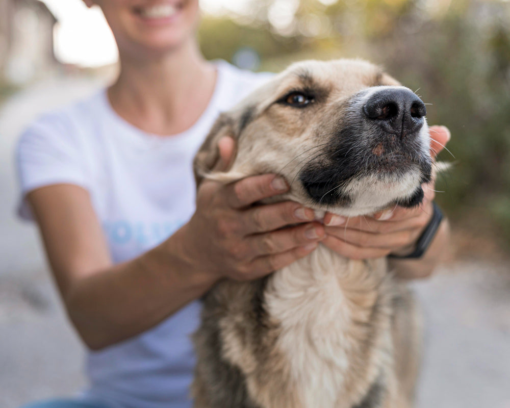 Perros en adopción