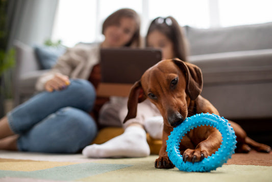 juguetes para entretener perros