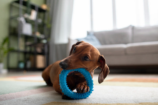 juguetes para perros para morder