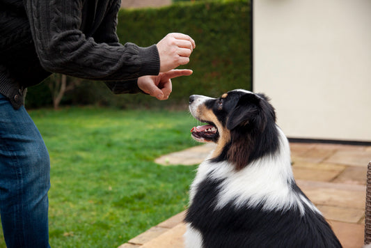 adiestramiento canino