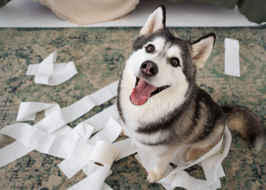  juguetes para perros hiperactivos