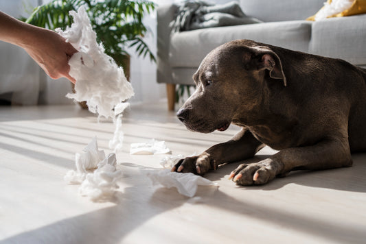 perro alergia