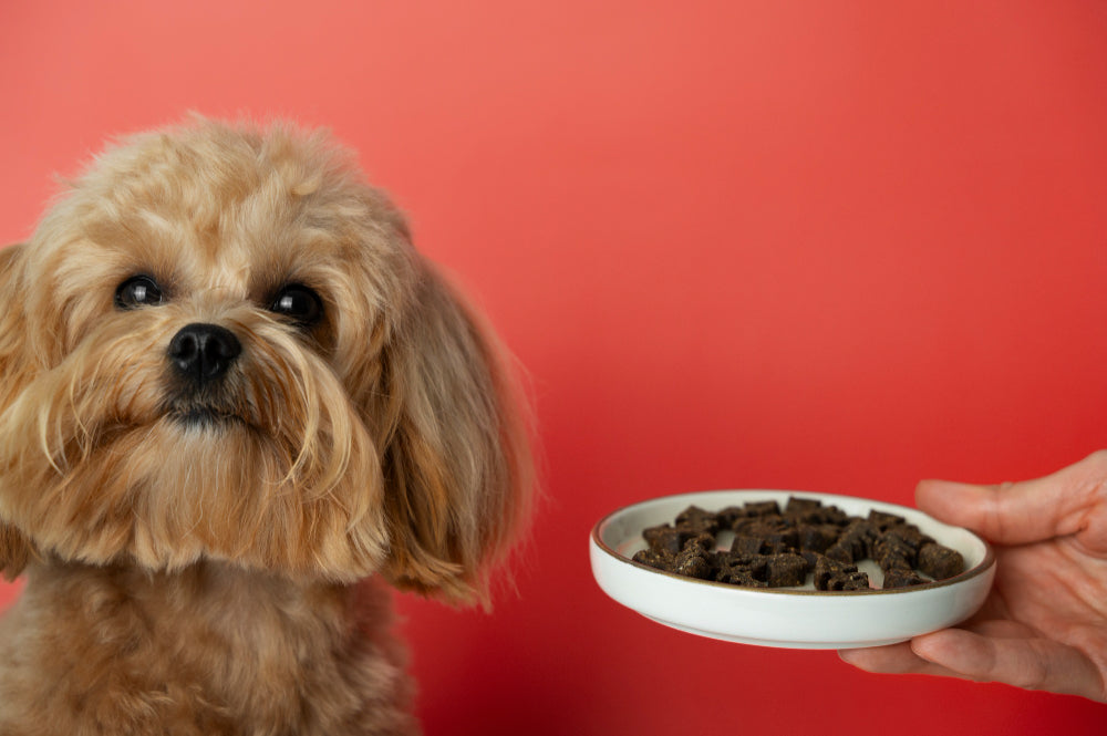  distribuidora de alimentos para mascotas