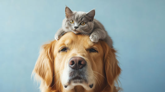 perros y gatos