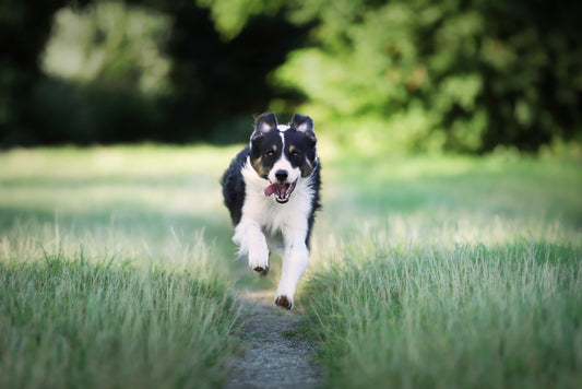 razas de perros correr