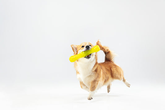 juguetes durros para perros