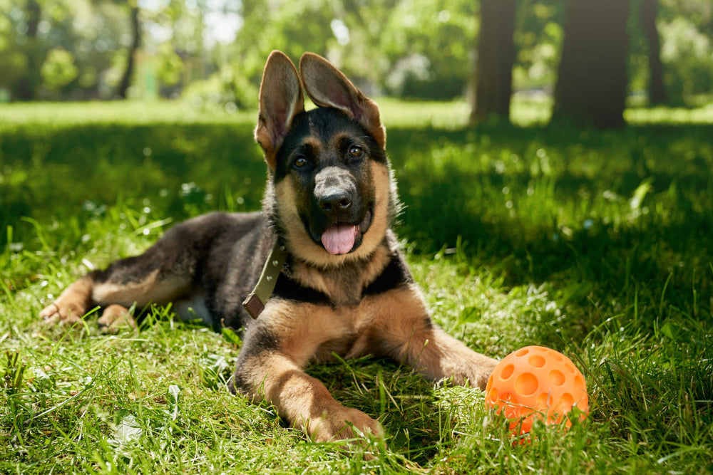 Juguetes de perros para morder