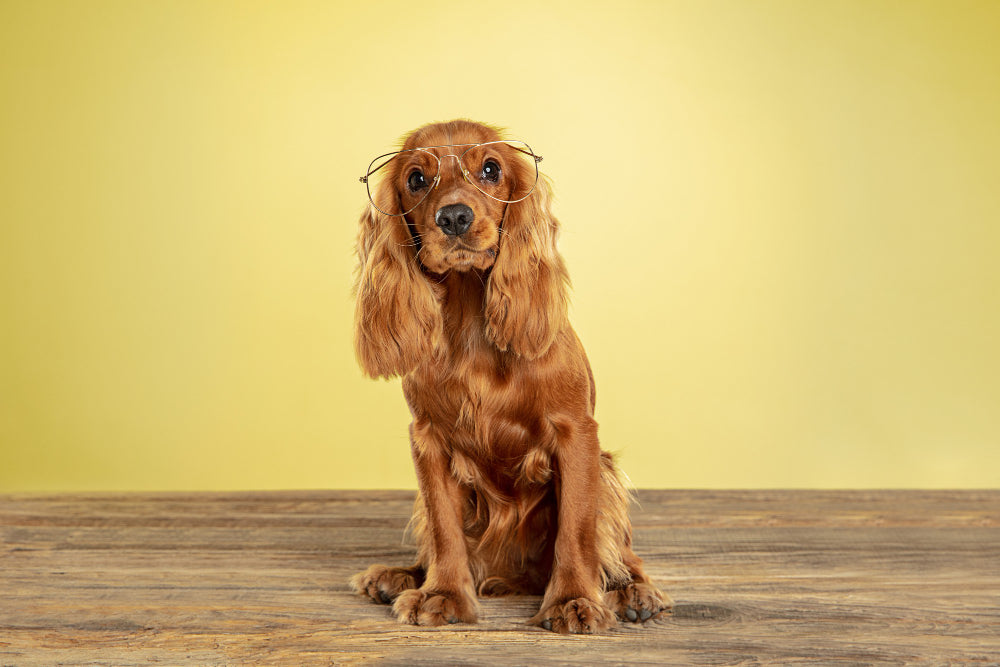  Cocker Spaniel