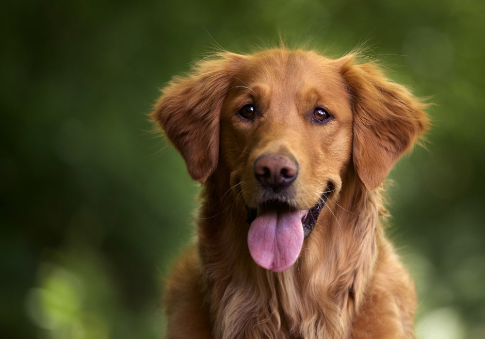 Juguetes para Golden Retriever