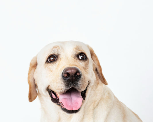 perro labrador feliz